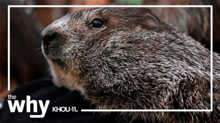 What does it mean when a groundhog crosses your path?