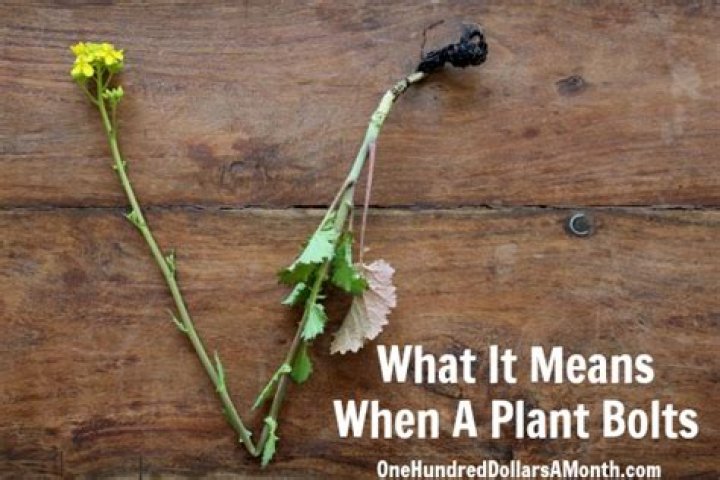 What does it mean when a plant bolts?