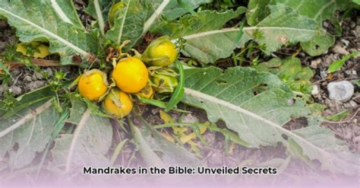 What does mandrakes in the Bible mean?
