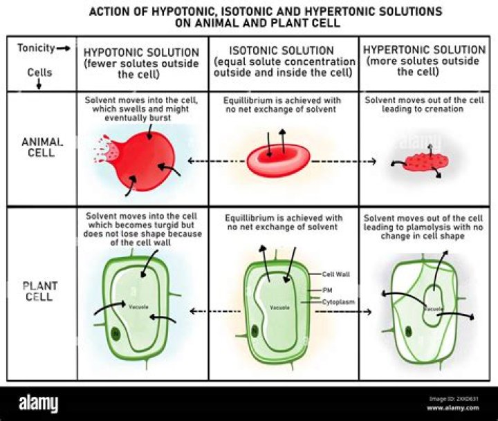 What happens to cells in a hypotonic environment?