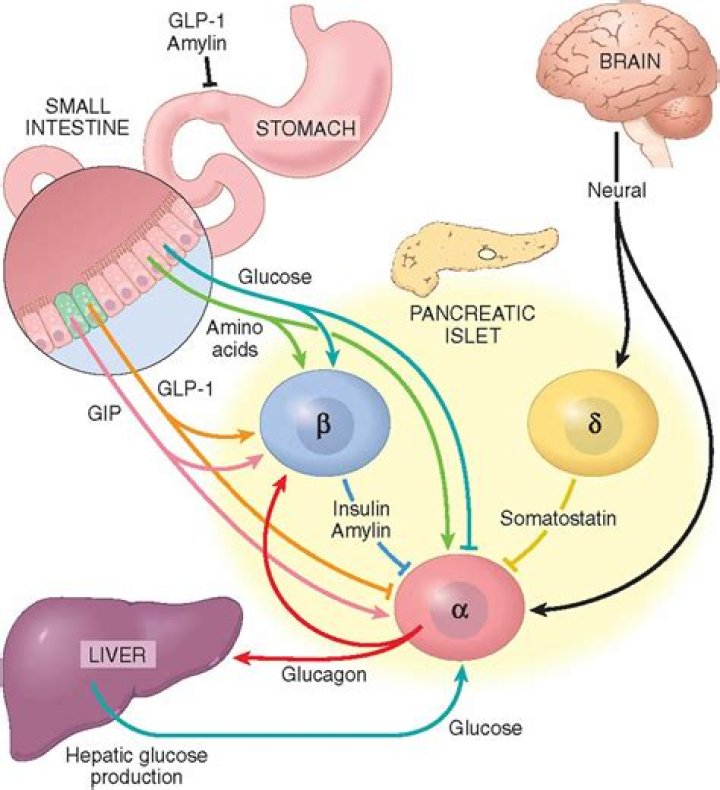 What hormone stimulates gluconeogenesis choose 2?