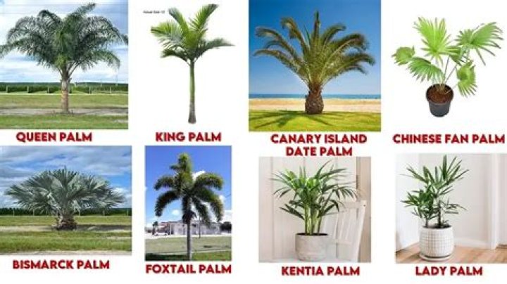 What is a king palm made of?