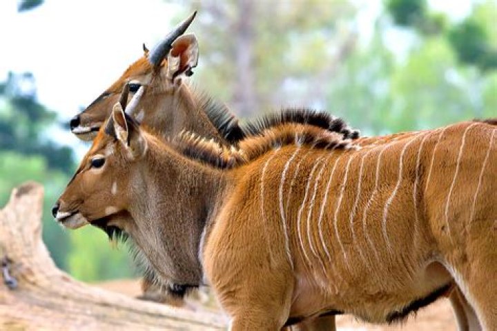 What is a spiral horned antelope called?