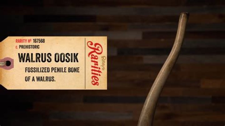 What is a walrus Oosik?