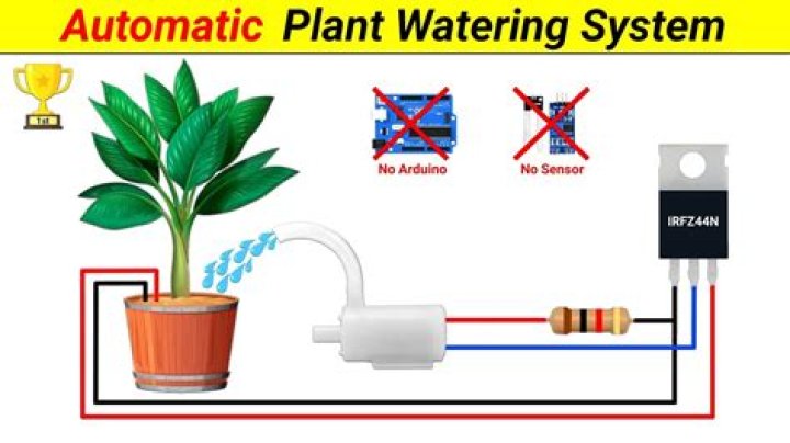 What is cyclic watering?
