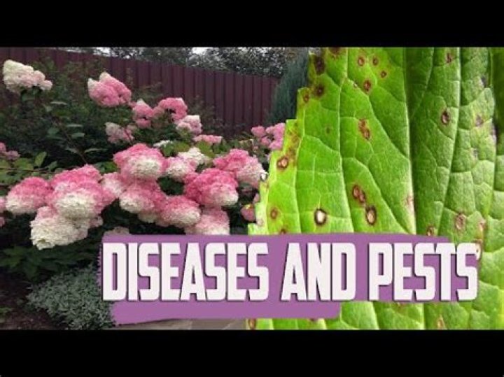 What is eating my climbing hydrangea?