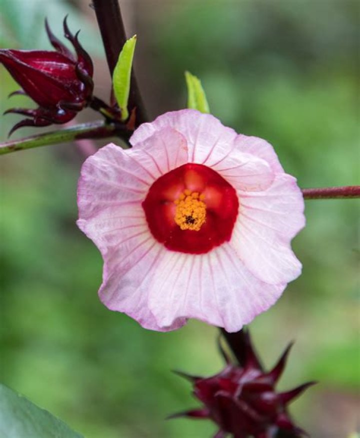 What is Hawthorn with hibiscus tea good for?