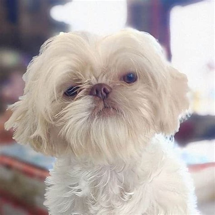 What is Liverline Shih Tzu?