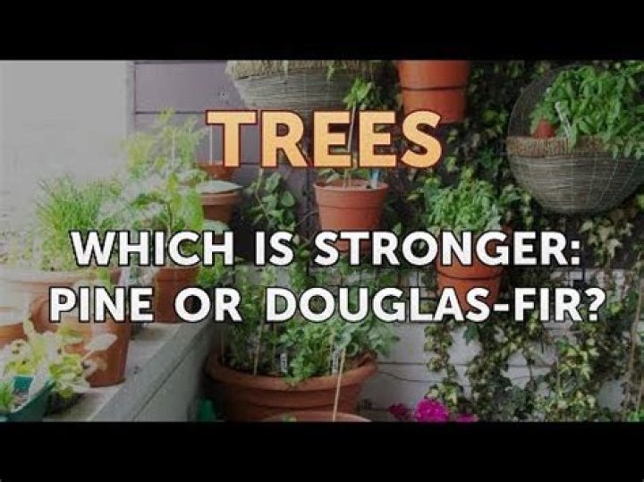 What is stronger pine or Douglas fir?