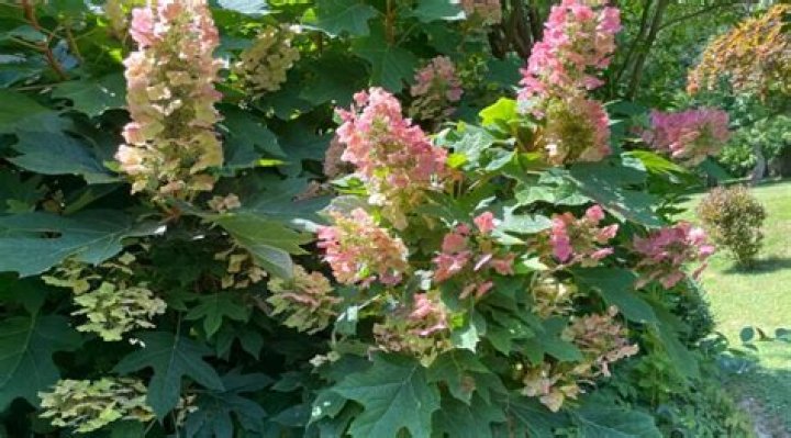What is the best fertilizer for oakleaf hydrangeas?