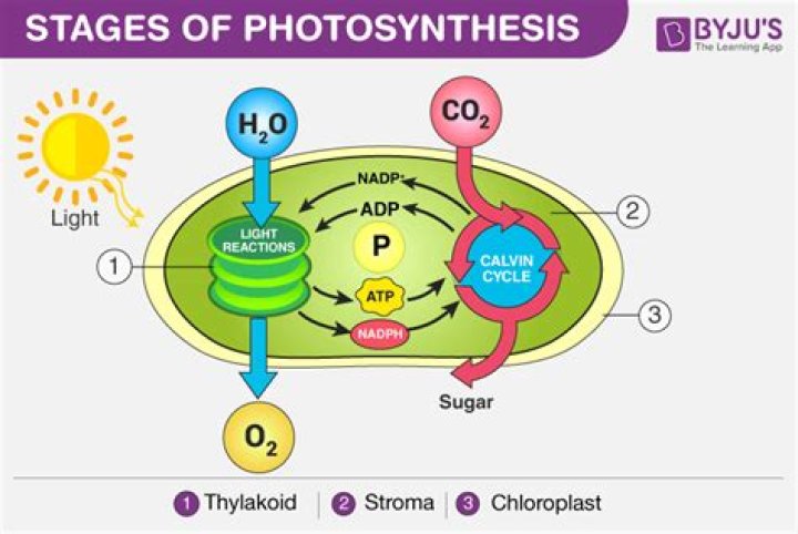 What is the first step of photosynthesis called?
