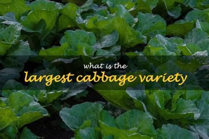 What is the largest cabbage?
