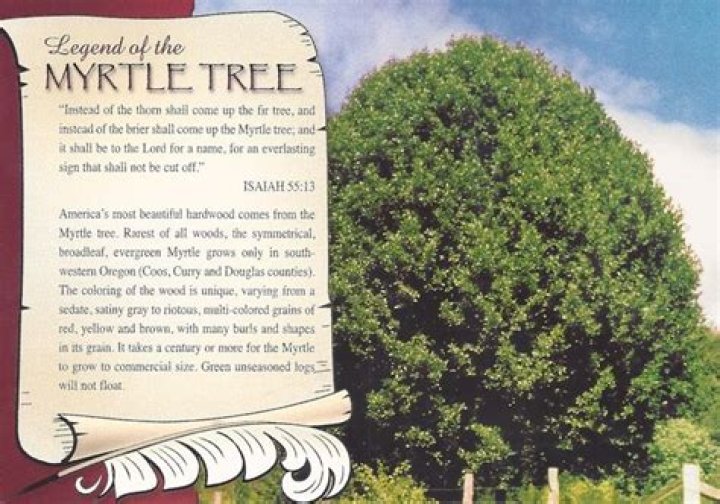 What is the meaning of the myrtle tree in the Bible?