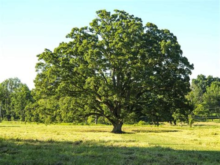 What is the most common tree in Illinois?