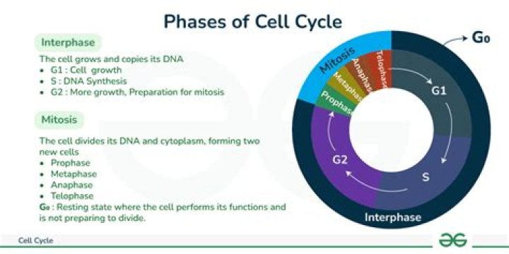 What is the name of the type of cell division that occurs in the prokaryotic cell cycle?