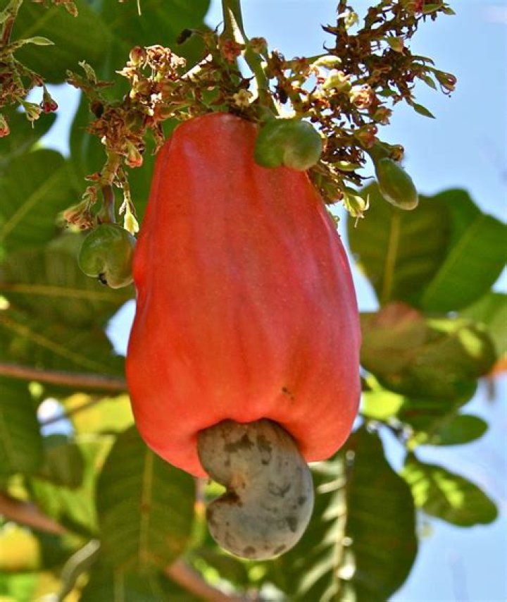 What is unique about the Maranon fruit?