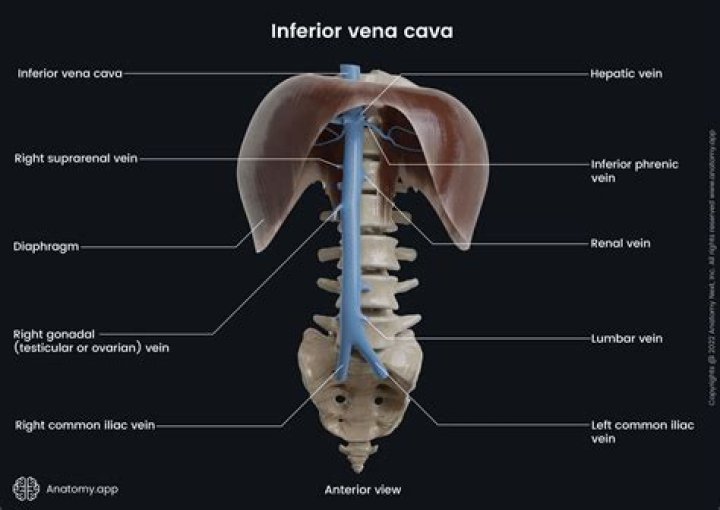 What is Vena e net worth?