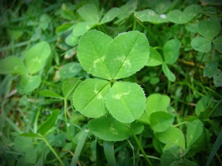 What kind of clover is edible?