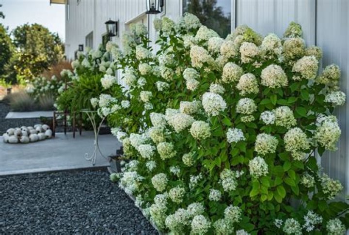 What kind of light does a hydrangea need?