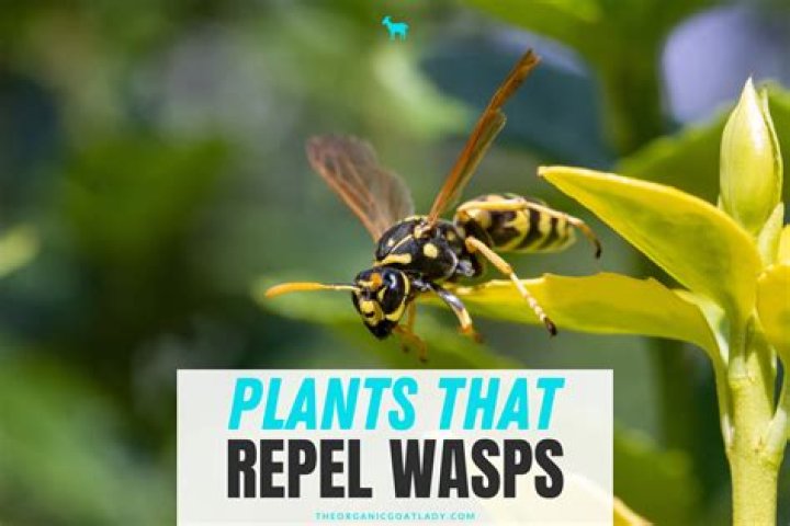 What plants repel wasps and hornets?