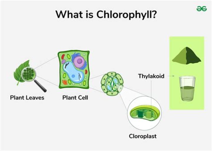 What role does chlorophyll play in plants?