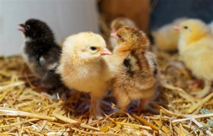 When can you introduce baby chicks to older chickens?