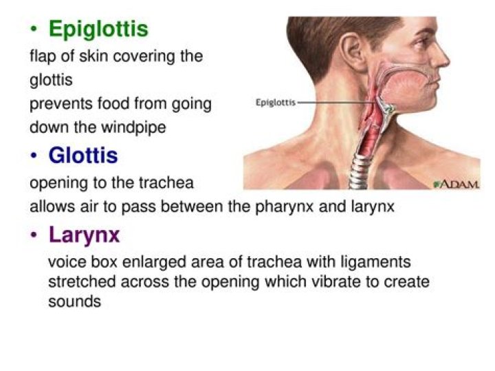 When you swallow the epiglottis covers the opening to the larynx?