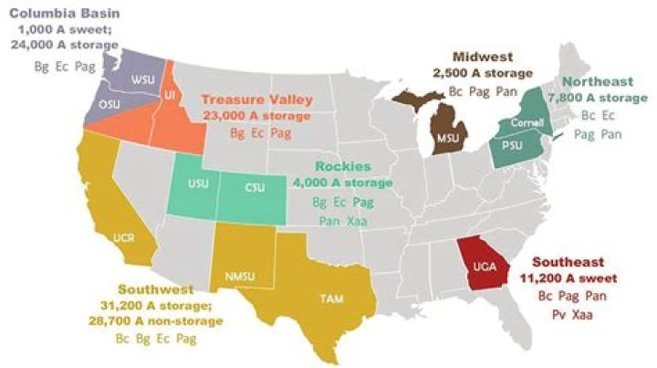Where are onions grown in the US?