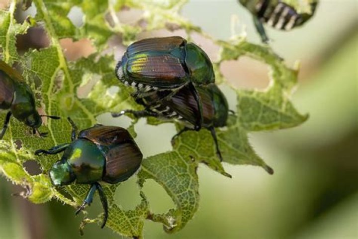 Where do rove beetles live?