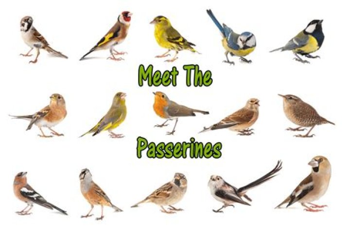 Which birds are not passerines?