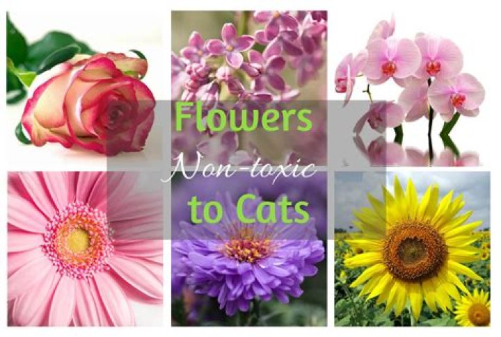 Which cut flowers are safe for cats?