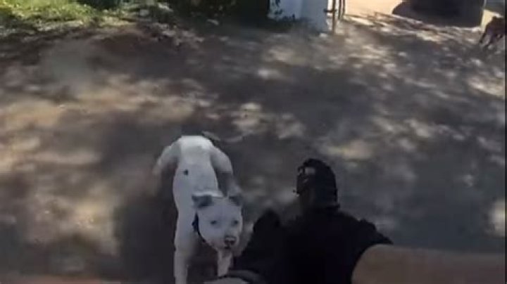 Who Is Deputy Ryan Kuehner? Off-Duty Cop Shoots Dog With Pellet Gun – Here’s What We Know