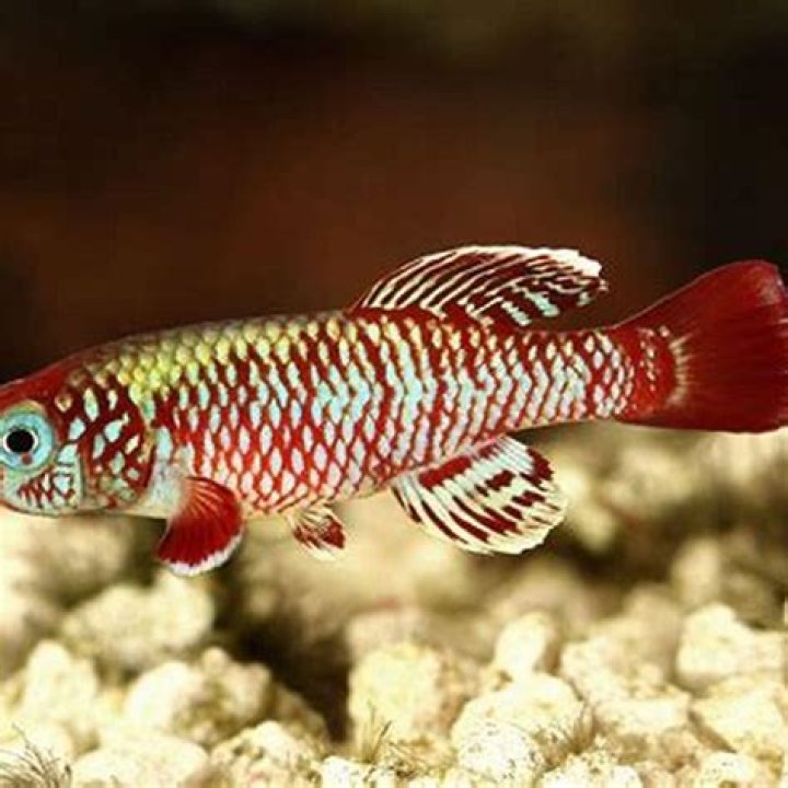 Why are killifish called killifish?
