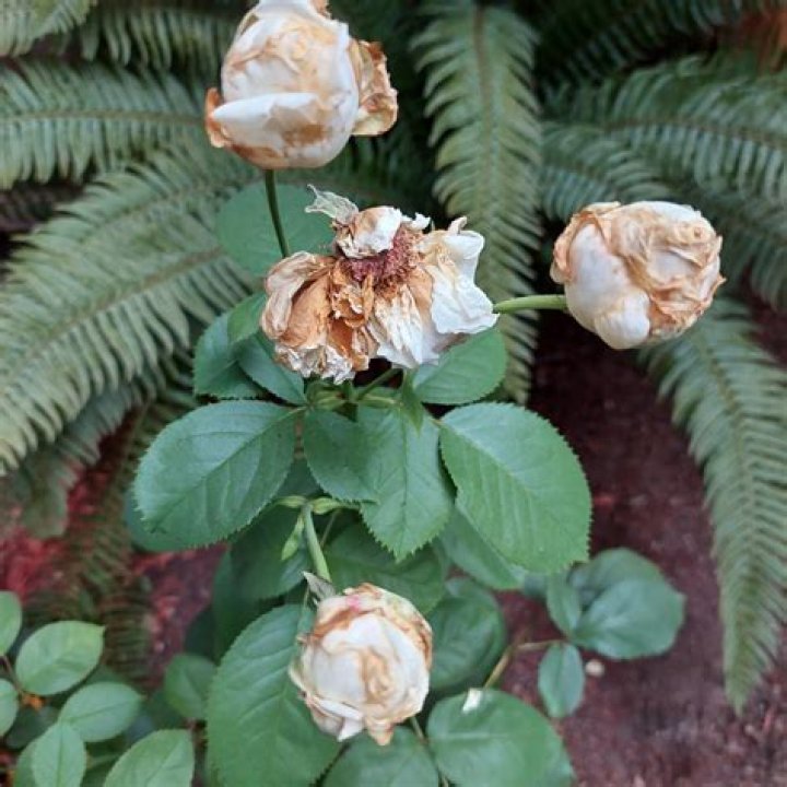 Why are my gardenia buds turning brown and falling off?