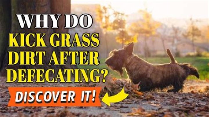 Why do dogs kick dirt after pooping?