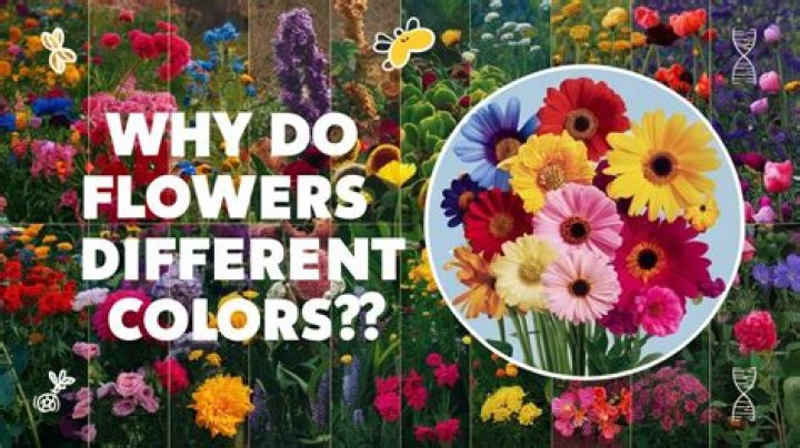 Why do flower petals have different colors?