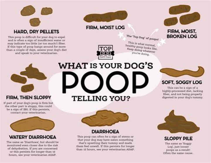 Why does my dog’s poop growing mold?