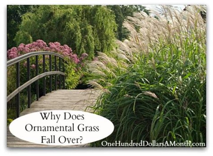 Why does my ornamental grass fall over?