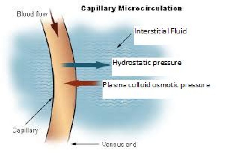Why is hydrostatic pressure low in the interstitial fluid?