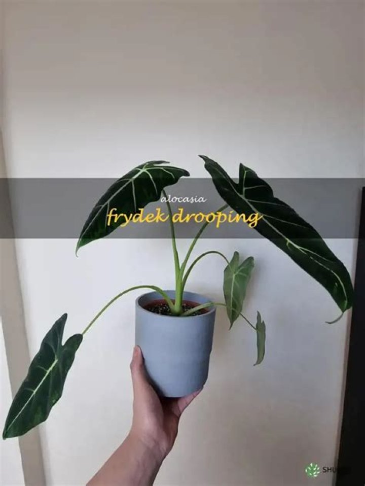 Why is my alocasia Frydek drooping?