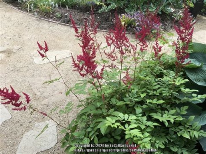 Will my astilbe come back?