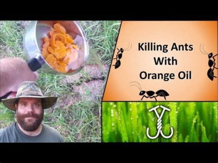 Will orange oil kill my grass?